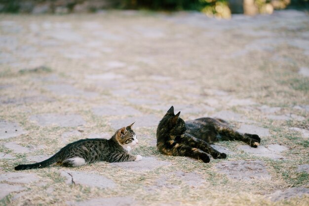Deux chats reposant sur l'asphalte