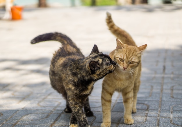 Deux chats s&#39;embrassant