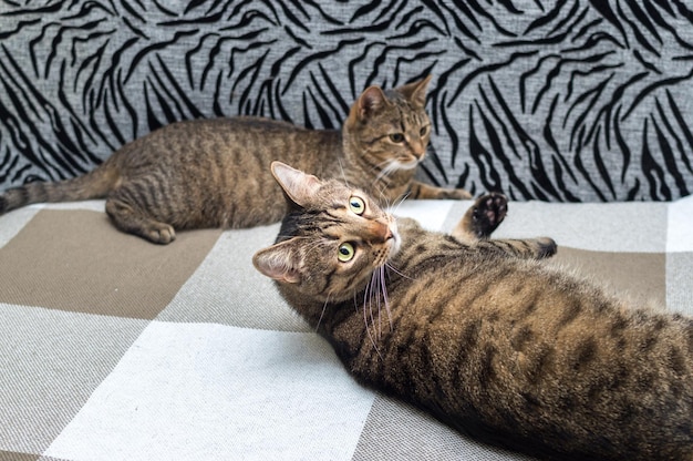 Deux chats se trouvent ensemble sur le lit Portrait