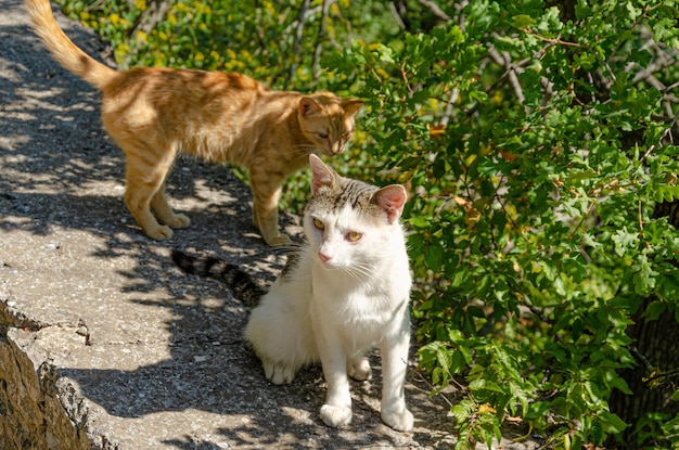 Deux chats sont assis sur le sol parmi l'herbe.