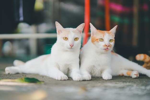 Photo deux chats thaïlandais blancs assis sur le sol en ciment font des visages drôles