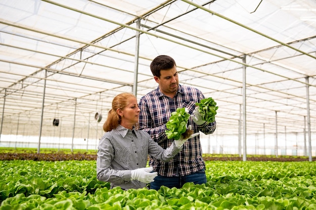 Deux chercheurs étudient l'évolution de la croissance des salades. Serre moderne