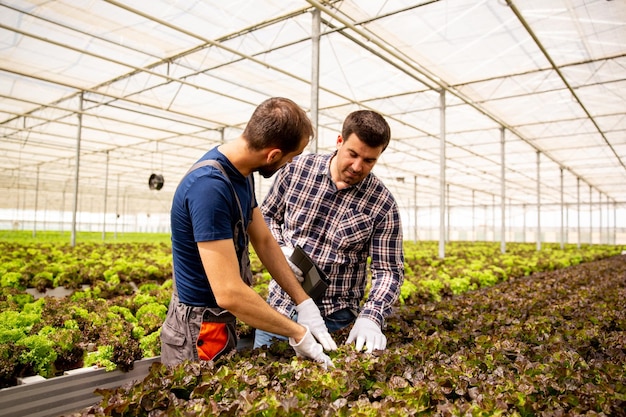 Deux chercheurs surveillent l'état des plants de salade. En serre moderne