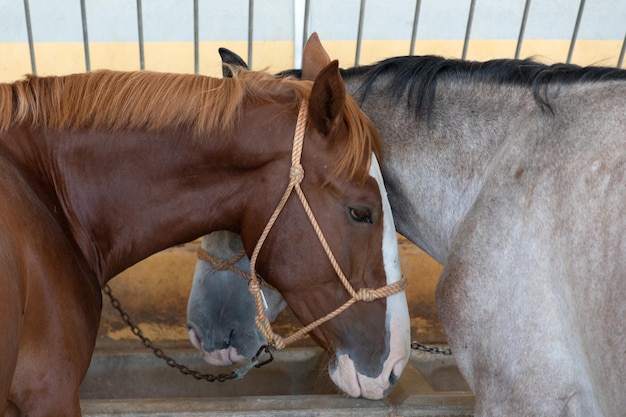 Deux chevaux amicaux un gris et un brun dans son écurie