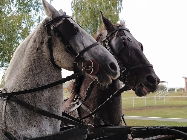 Deux chevaux avec brides Traîneau à chevaux Cheval blanc et noir Courses sportives ou équitation personnes dans une calèche