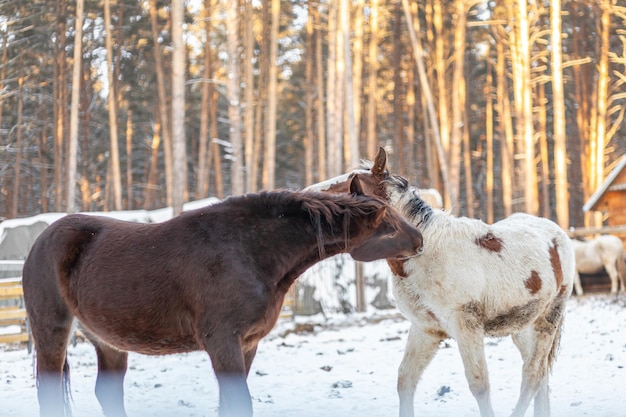 Deux chevaux dans un enclos dans une ferme en hiver Cheval brun et blanc