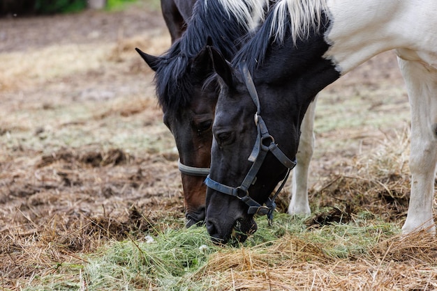 Deux chevaux dans un enclos mangent du foin du sol au gros plan de la journée d'été avec mise au point sélective
