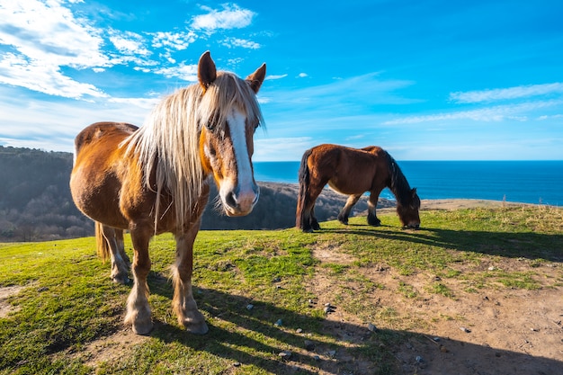 Deux chevaux libres du mont Jaizkibel et de la mer ailée près de Saint-Sébastien, Gipuzkoa. Espagne