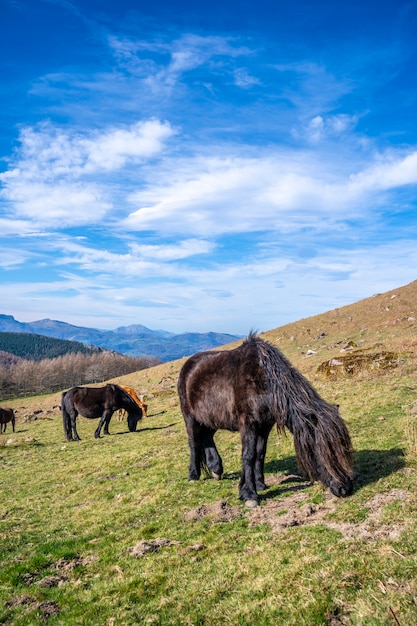 Deux chevaux noirs mangeant de l'herbe au sommet du mont Adarra à Guipuzcoa