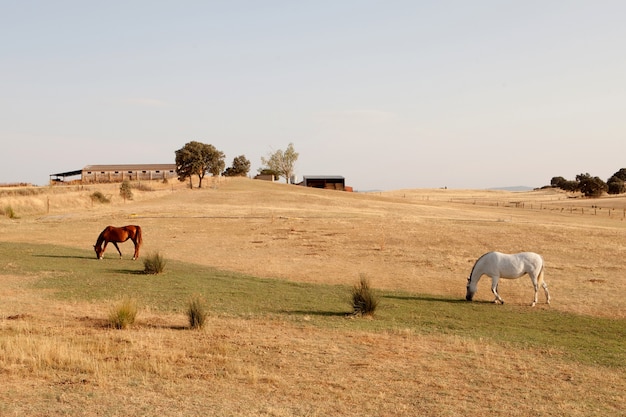 Deux chevaux paissant dans le pré avec de l&#39;herbe sèche