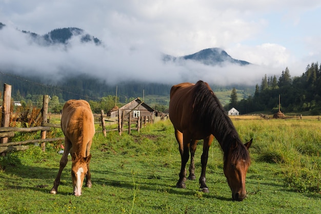 Deux chevaux paissent dans les pâturages le matin. Montagnes couvertes de nuages et village en arrière-plan