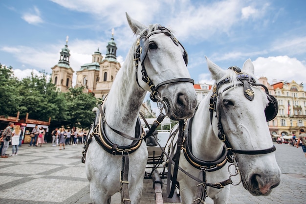 deux chevaux à Prague