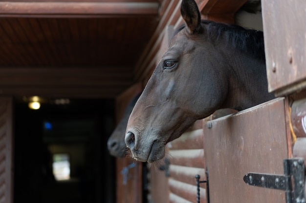 Deux chevaux regarde à travers la fenêtre porte en bois stable en attente de la formation matinale régulière