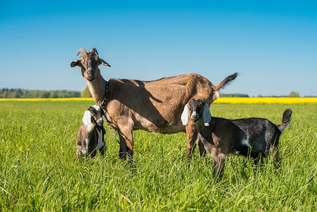 Deux chèvres bébé avec mère debout sur pelouse verte