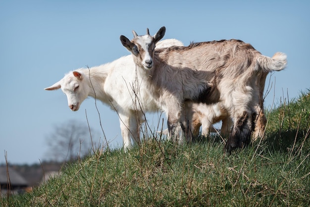 Deux chèvres blanches et brunes sur la colline dans le fond de ciel bleu