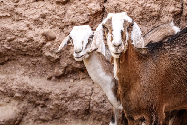 Deux chèvres se tiennent côte à côte, dont l'une est blanche et l'autre chèvre a une longue queue.