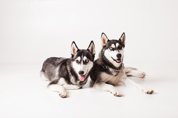 Deux chiens adultes husky avec des yeux de couleurs différentes et une chaîne autour du cou, isolés sur blanc