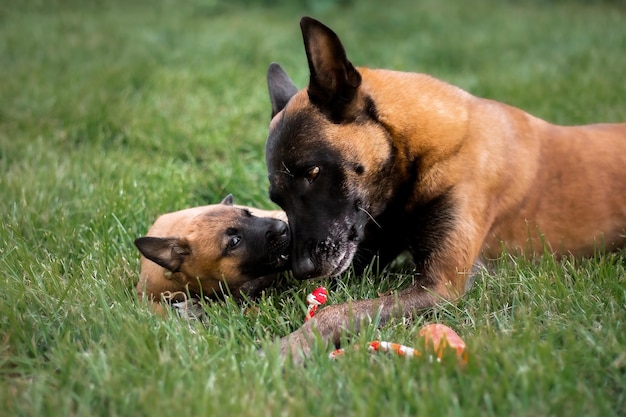 Deux chiens allongés sur l'herbe devant une clôture