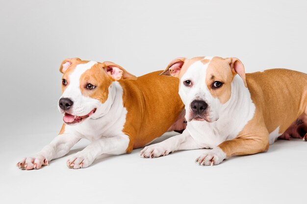 Deux chiens American Staffordshire Terrier isolé sur fond blanc