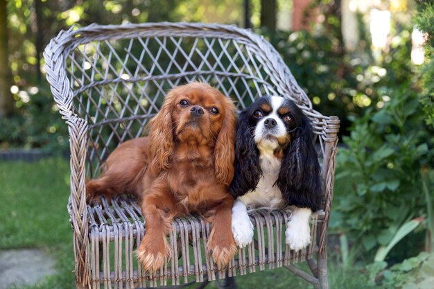 Deux chiens assis sur la chaise par une chaude journée d'été