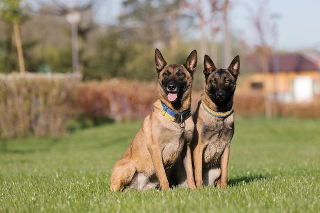 Deux chiens assis dans un champ