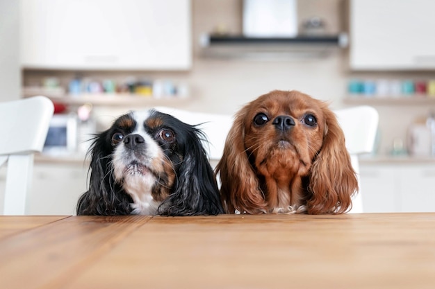 Deux chiens assis derrière la table de la cuisine attendant de la nourriture