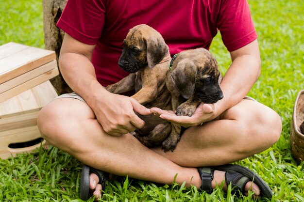 Deux chiens assis sur l'herbe