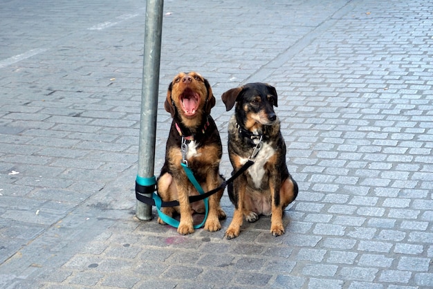 Photo deux chiens attendent patiemment leur propriétaire ligoté dans la rue