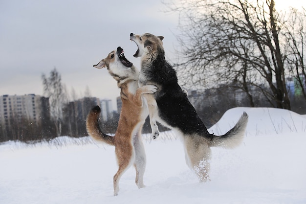 Deux chiens bâtards se disputant un fond de neige