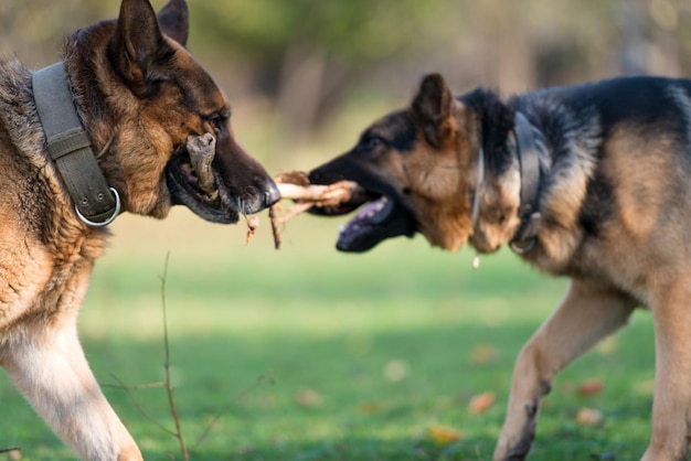 Deux chiens un bâton