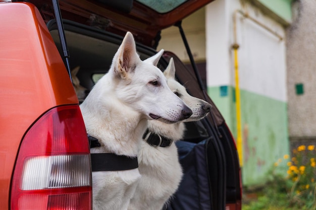 Deux chiens de Berger Blanc Suisse dressés assis à l'intérieur du coffre arrière de la voiture