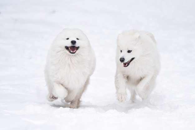 Deux chiens blancs samoyèdes jouent dans la forêt d'hiver