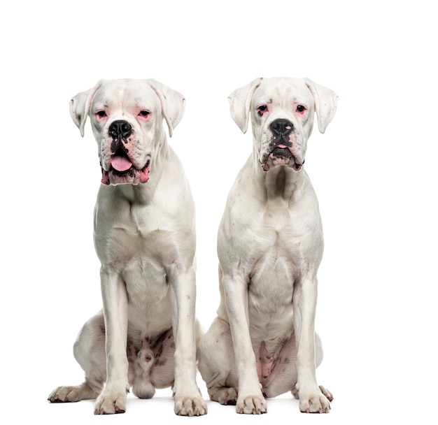 Deux chiens boxer blanc assis, coupé