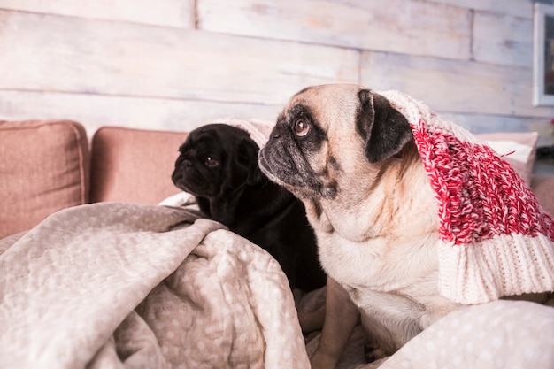 Deux chiens carlin regardant le propriétaire à la maison assis sur le canapé sous les couvertures - vie saine des animaux domestiques