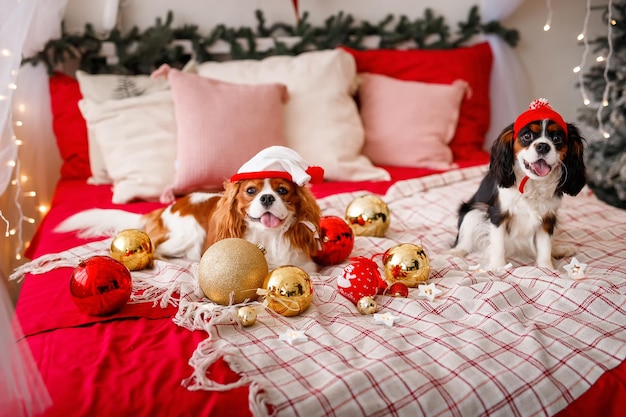 Deux chiens de Cavalier King Charles Spaniel sont allongés sur le canapé avec des décorations du Nouvel An pour le sapin de Noël Chien avec des boules de Noël