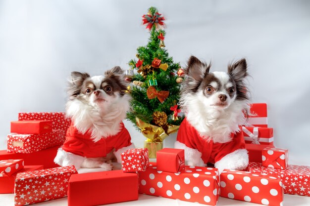 Deux chiens chihuahua portant un costume de père Noël rouge avec coffrets cadeaux et arbre de Noël