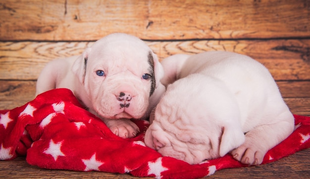 Deux chiens chiots American Bulldog dorment.