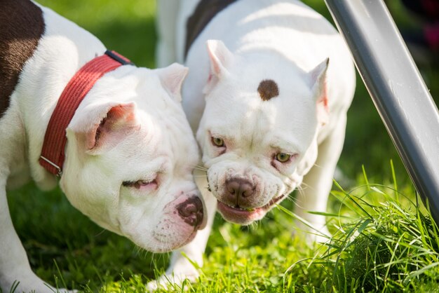 Deux chiens chiots American Bully jouent