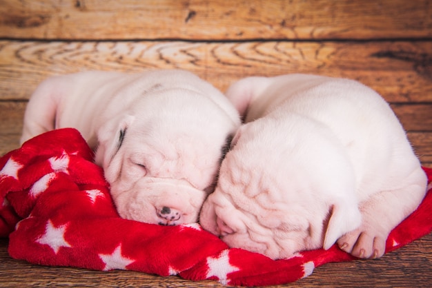 Deux chiens chiots Funny American Bulldog dorment.