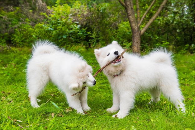 Deux chiens chiots Samoyède blanc moelleux drôle jouent sur l'herbe verte