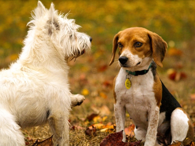 Deux chiens couchés dans les feuilles