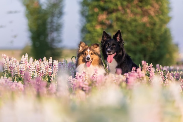 Deux chiens dans un champ de fleurs