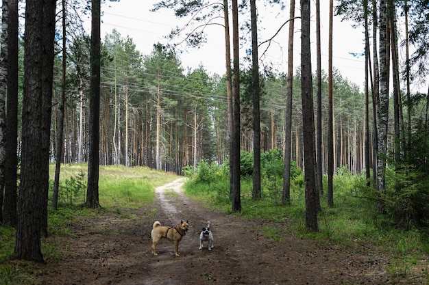 Photo deux chiens dans une forêt avec des arbres en arrière-plan