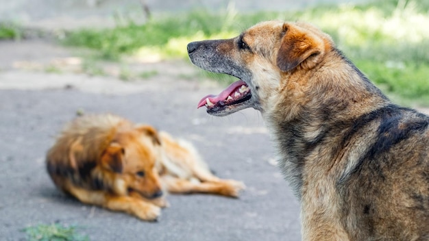 Deux chiens dans le jardin sur une allée par temps chaud un chien avec la gueule ouverte un chien allongé sur une allée