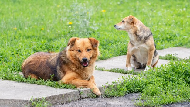 Deux chiens dans le jardin sur le trottoir parmi l'herbe verte