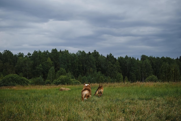 Deux chiens dans le parc courant vite et activement sur l'herbe verte