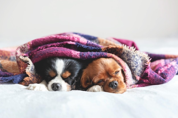 Deux chiens dormant ensemble sous la couverture chaude