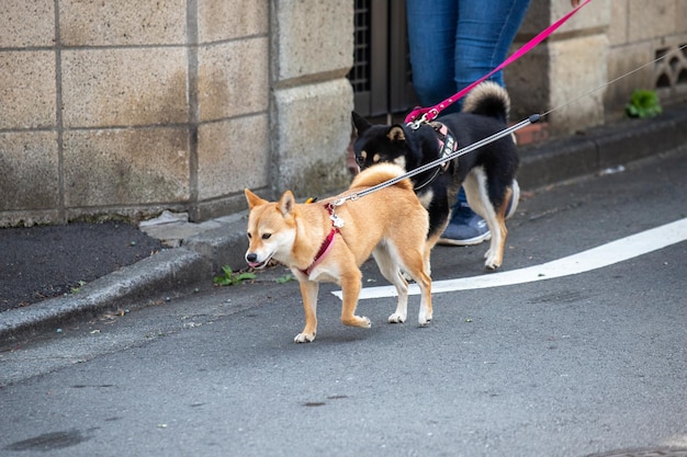 Deux chiens et un dresseur jouant dans un parc Chien jouant dans un parc