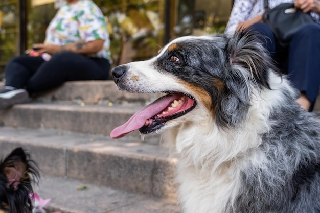 Deux chiens ensemble Happy Border Collie dans la rue en regardant les gens passer