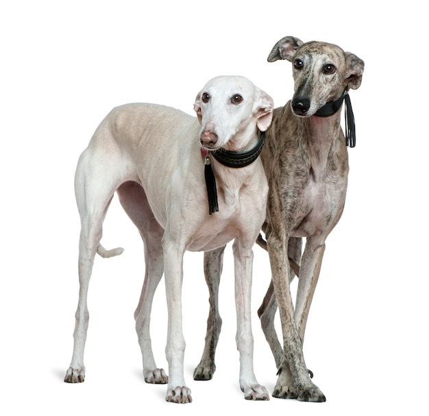 Photo deux chiens galgo espanol, 8 et 7 ans, debout devant un mur blanc